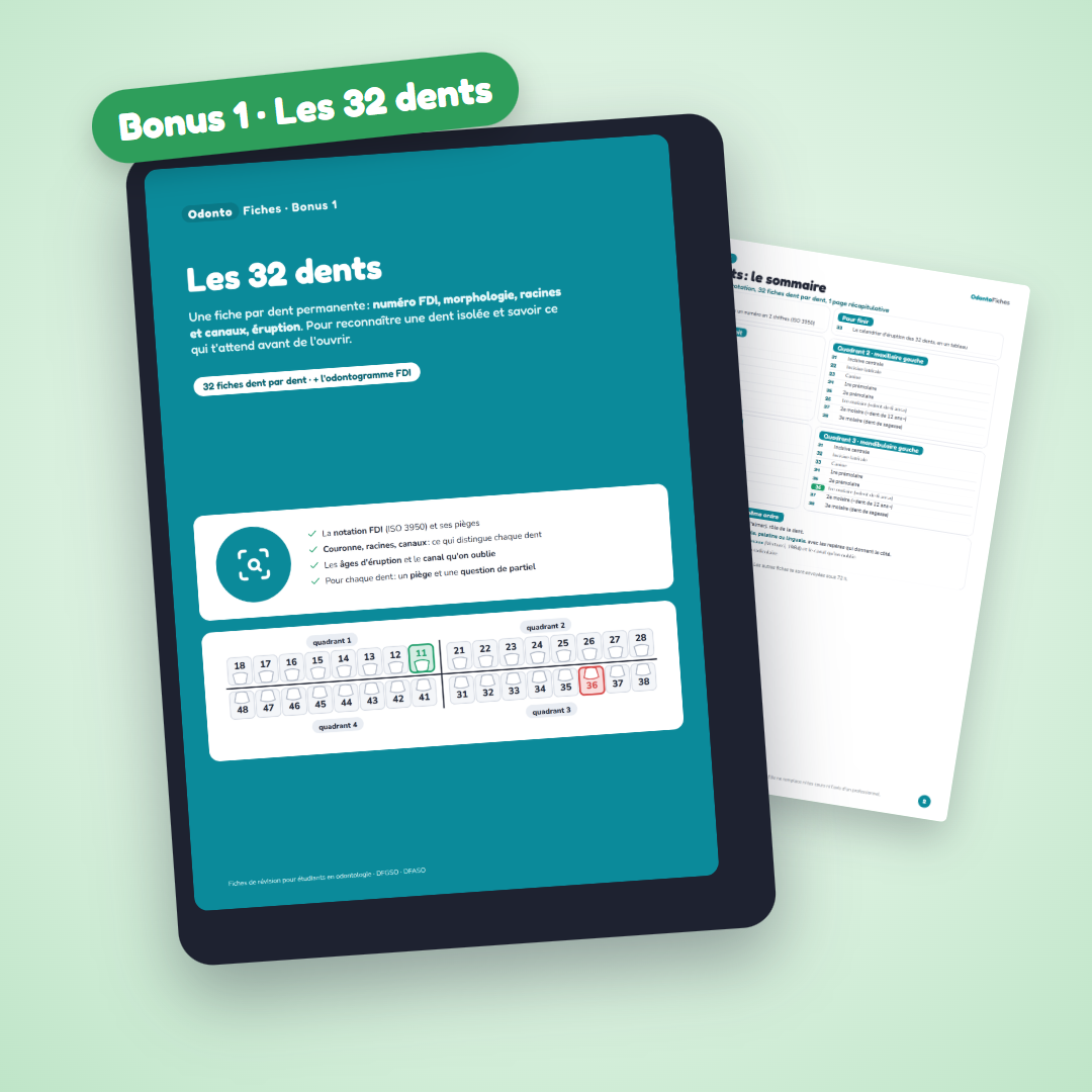 Bonus Les 32 dents